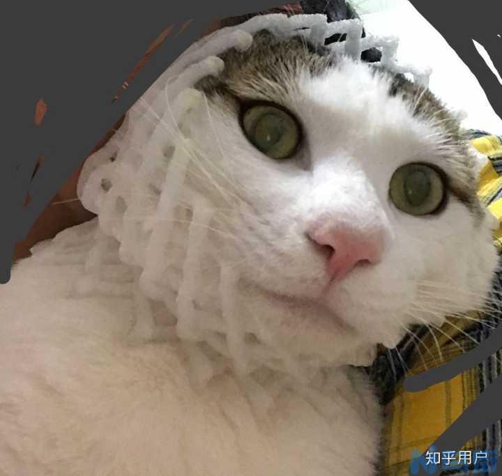 猫肚子鼓鼓的 正常进食？