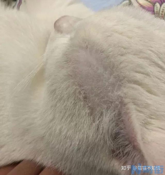 猫藓好转的症状？