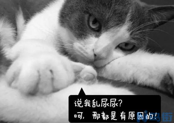 母猫尿频尿少？