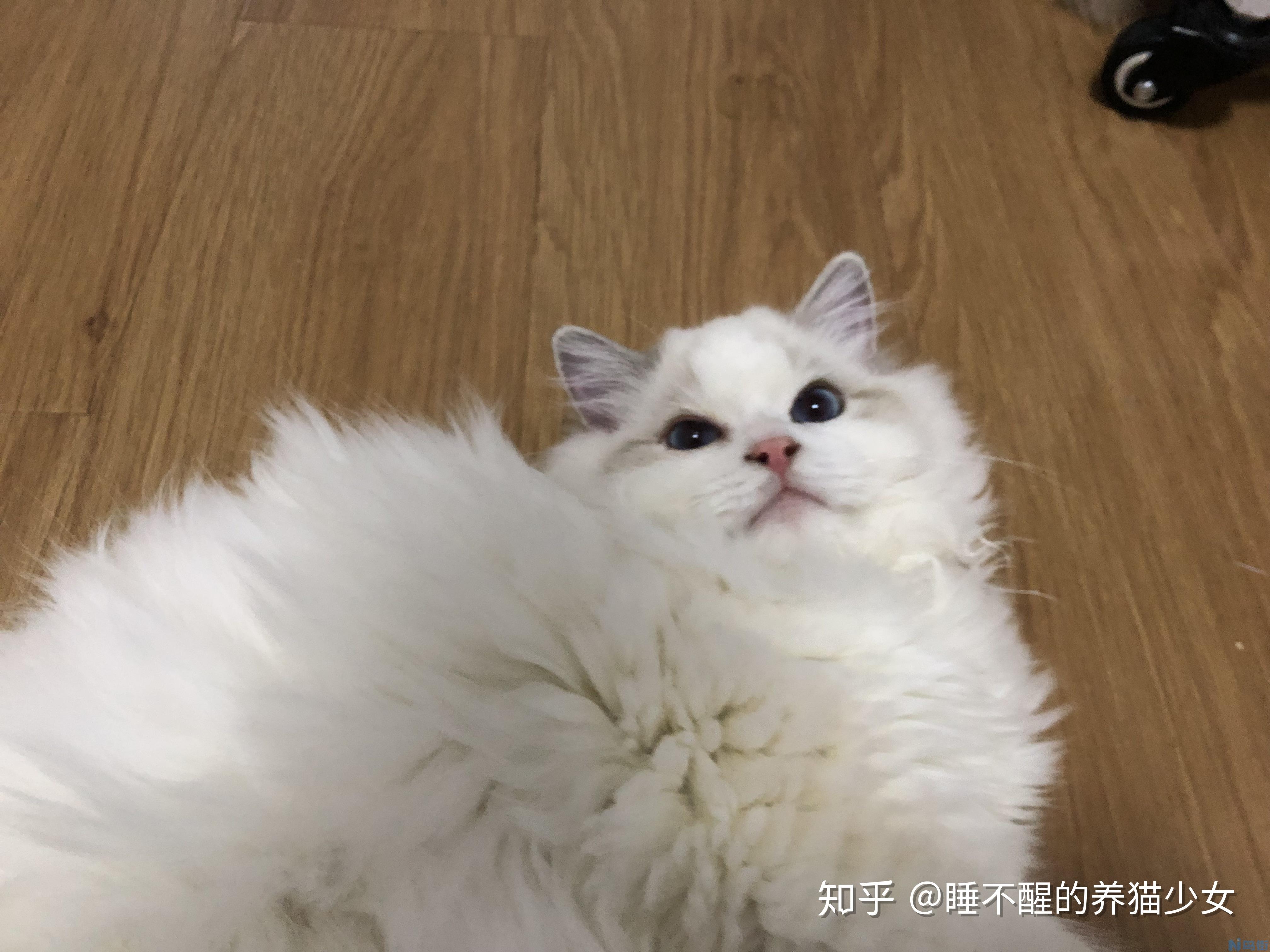 猫走了还会回来吗？