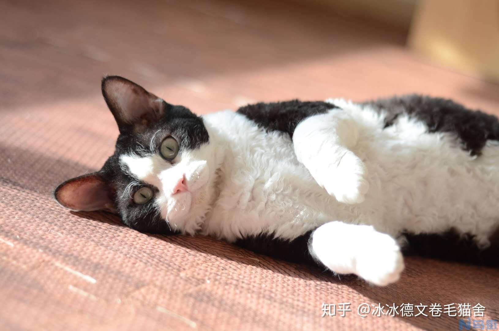 如何逗猫？