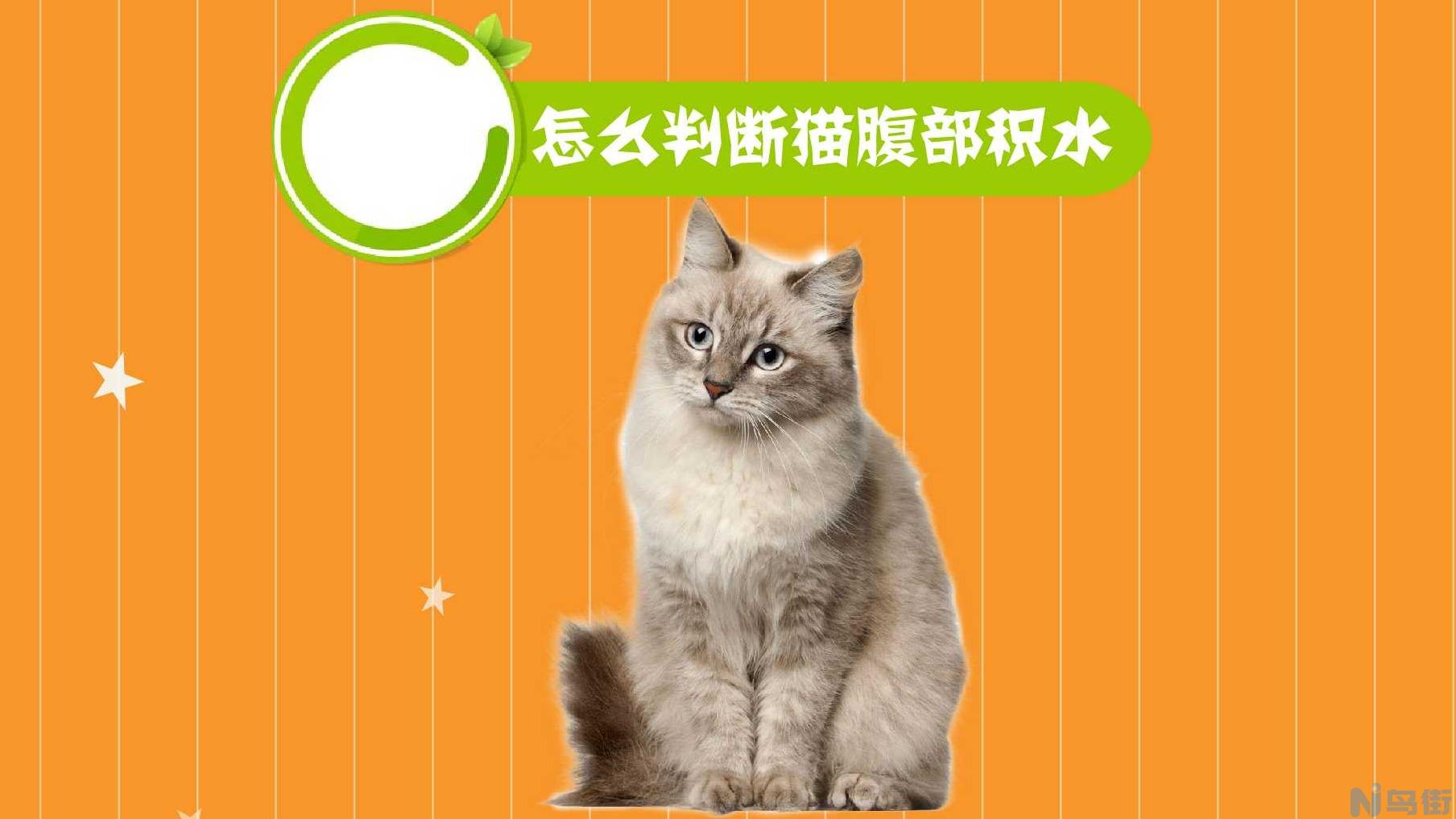 猫咪腹水怎么办？