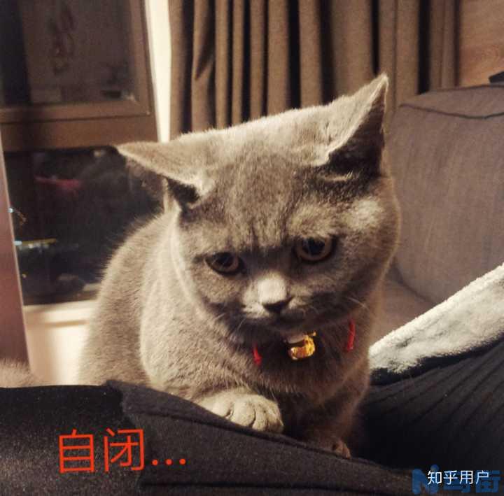 猫一直咕咕咕？