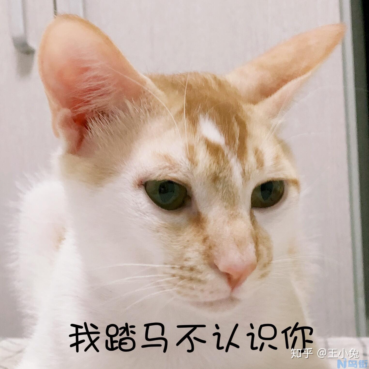 猫不喝水是不是有病了？