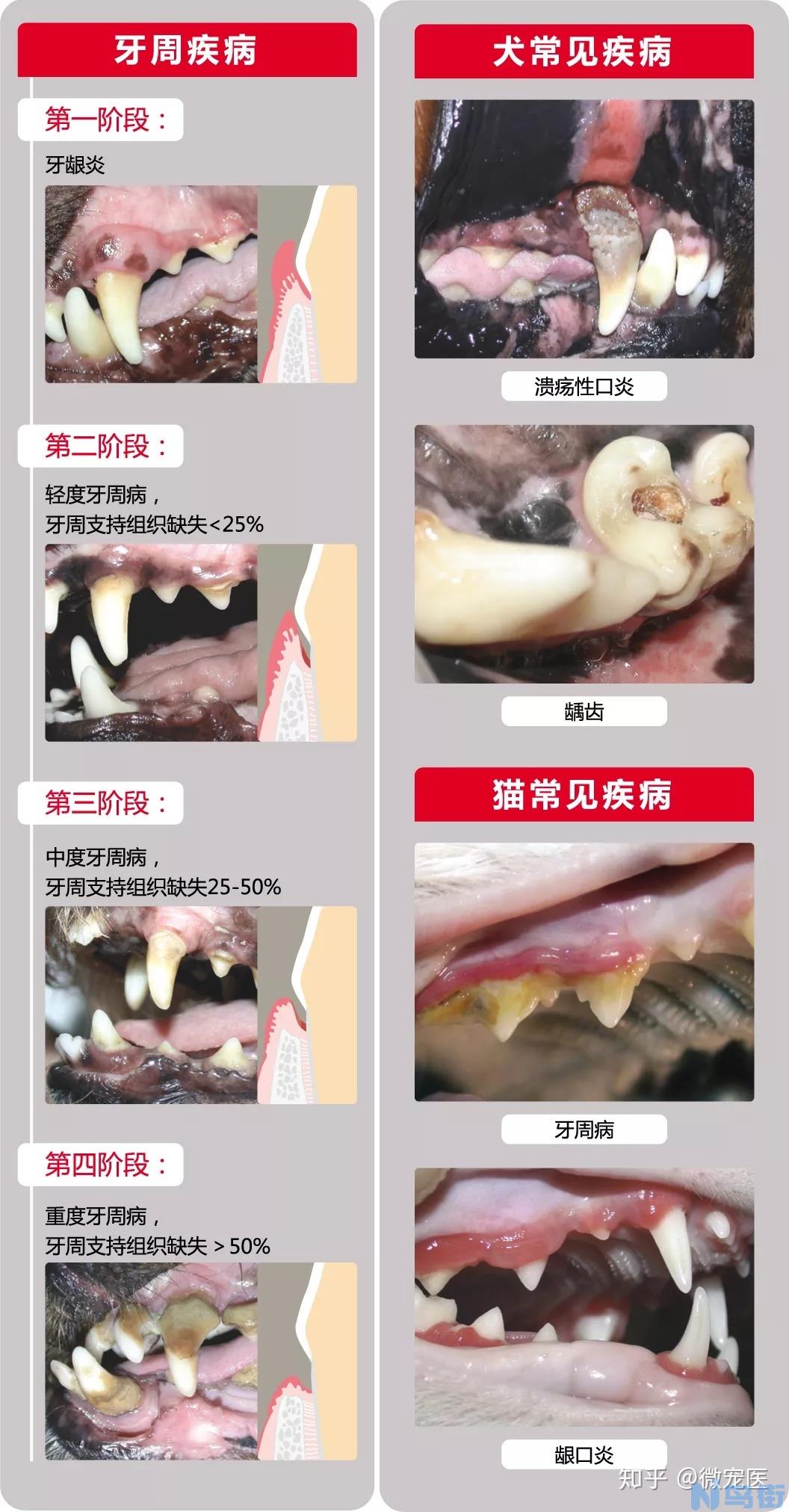 狗狗牙龈发红？