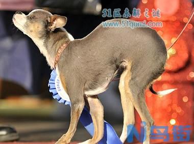 中国最丑狗之冠毛犬