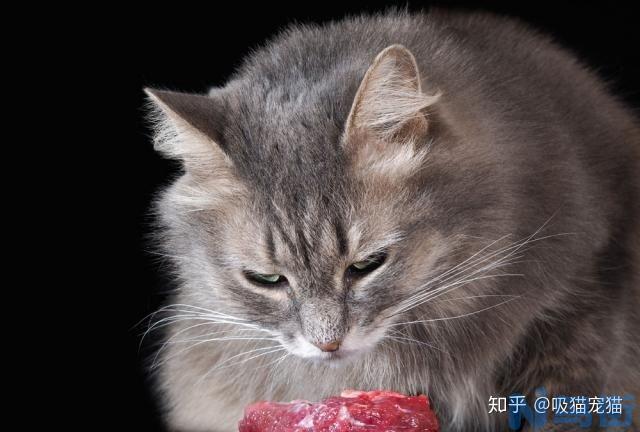 猫咪不吃猫粮只吃肉怎么办？