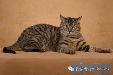 狮子猫多大爆毛？