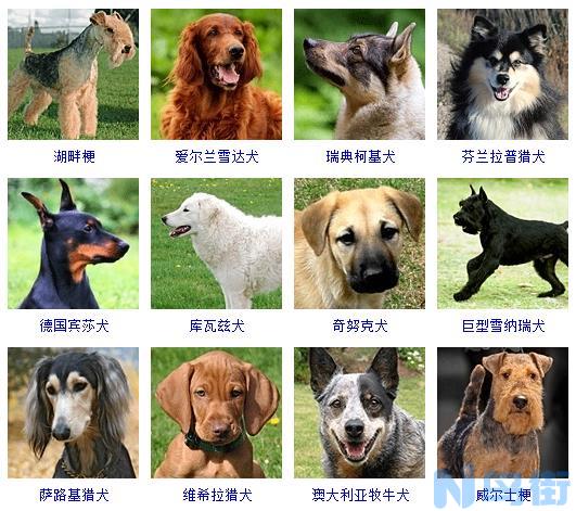 卡丝罗犬介绍？