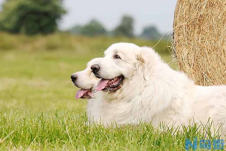 大白熊犬的品种简介