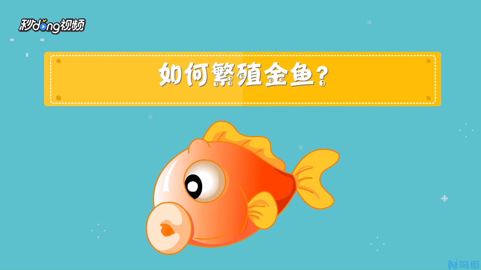 金鱼身上烂了怎么办？