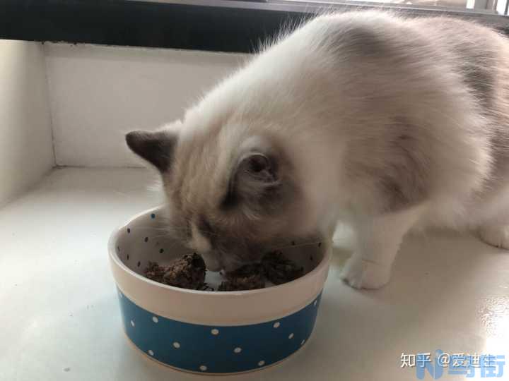 怎么自制猫食？