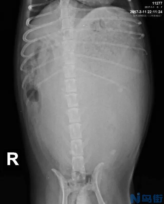 狗狗乳腺增生的症状？