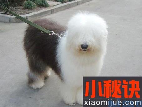 古牧犬掉毛厉害吗？