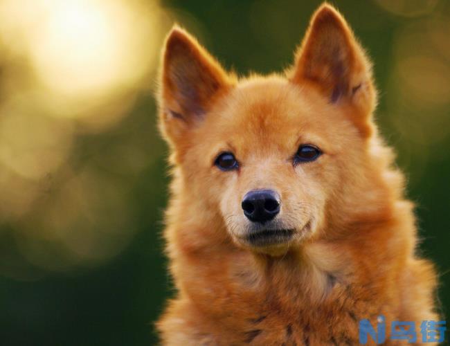 芬兰猎犬的形态特征