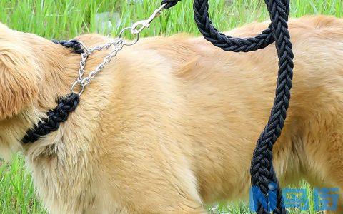 大白熊犬的养护知识