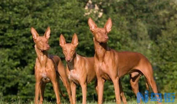 法老王猎犬的性格特点