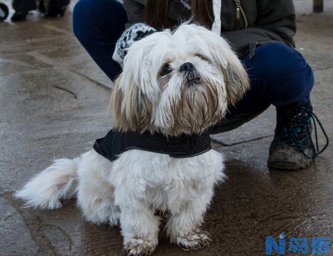 拉萨犬的形态特征