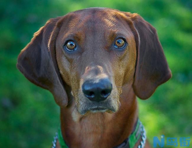 红骨猎浣熊犬的形态特征