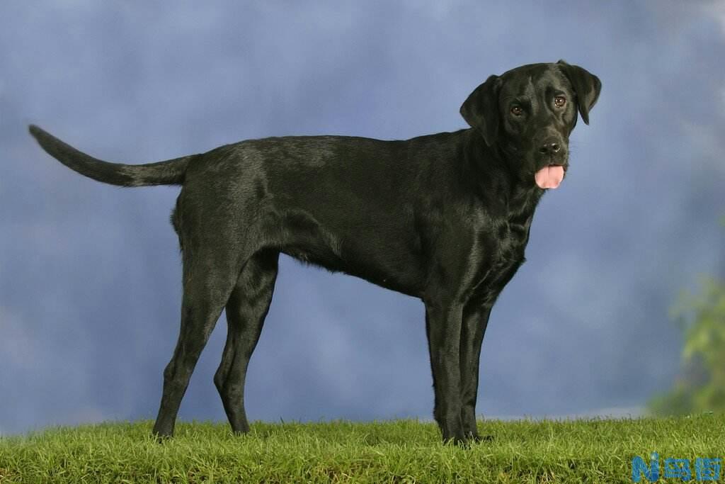 纽芬兰犬的品种简介