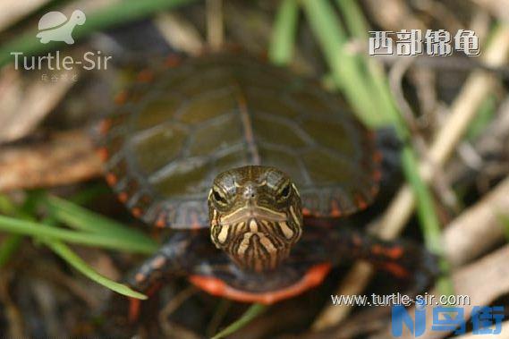 黄缘闭壳龟的饲养要点