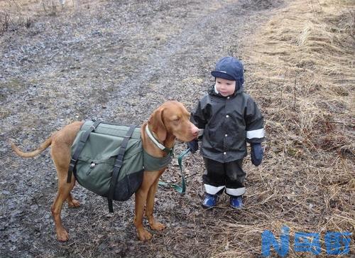 维兹拉犬的形态特征