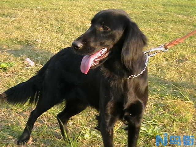 平毛寻回猎犬的性格特点