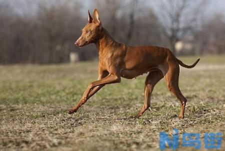 史毕诺犬的性格特点