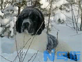 葡萄牙水犬的性格特点