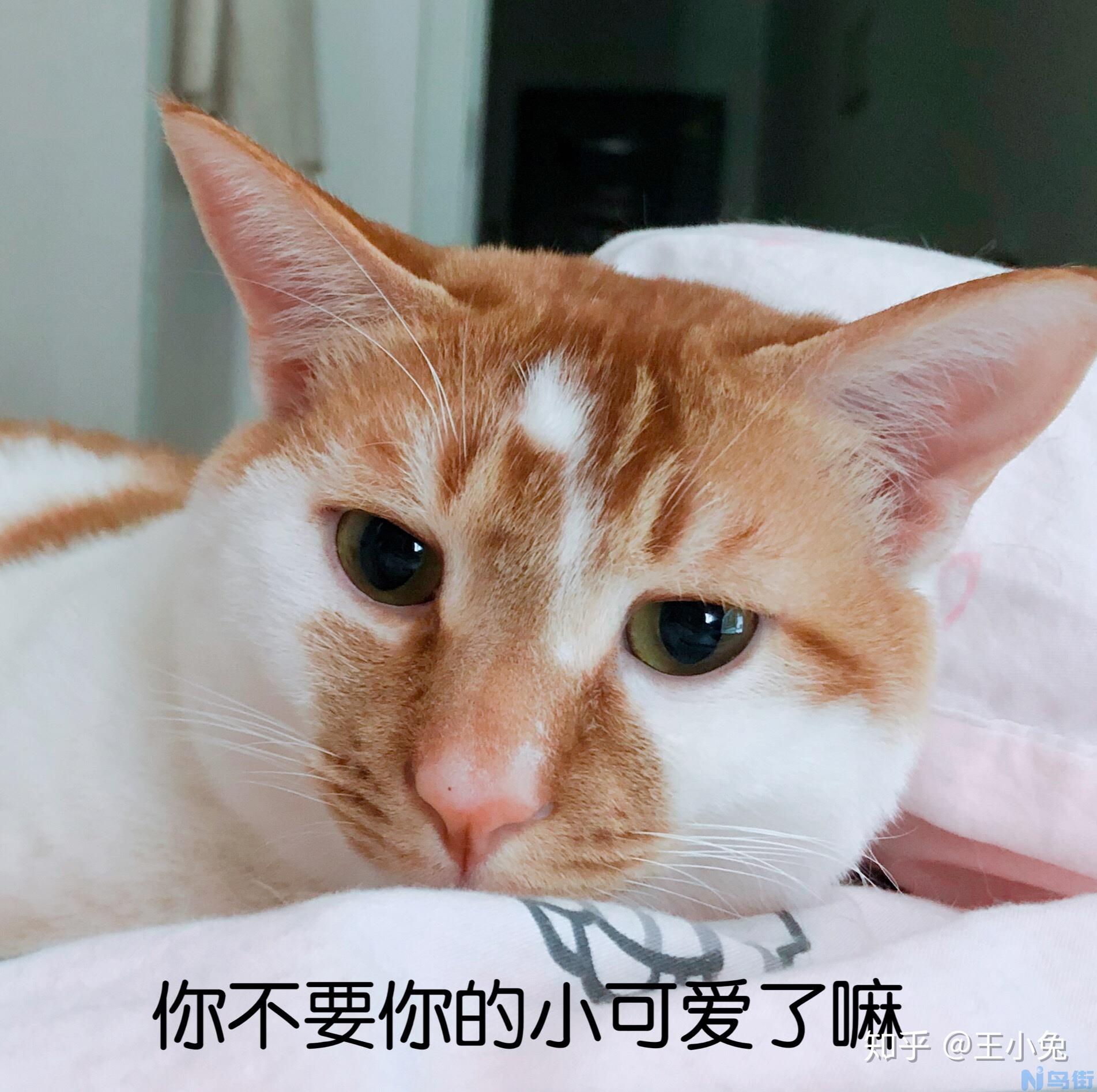 猫怎么能吃胖？