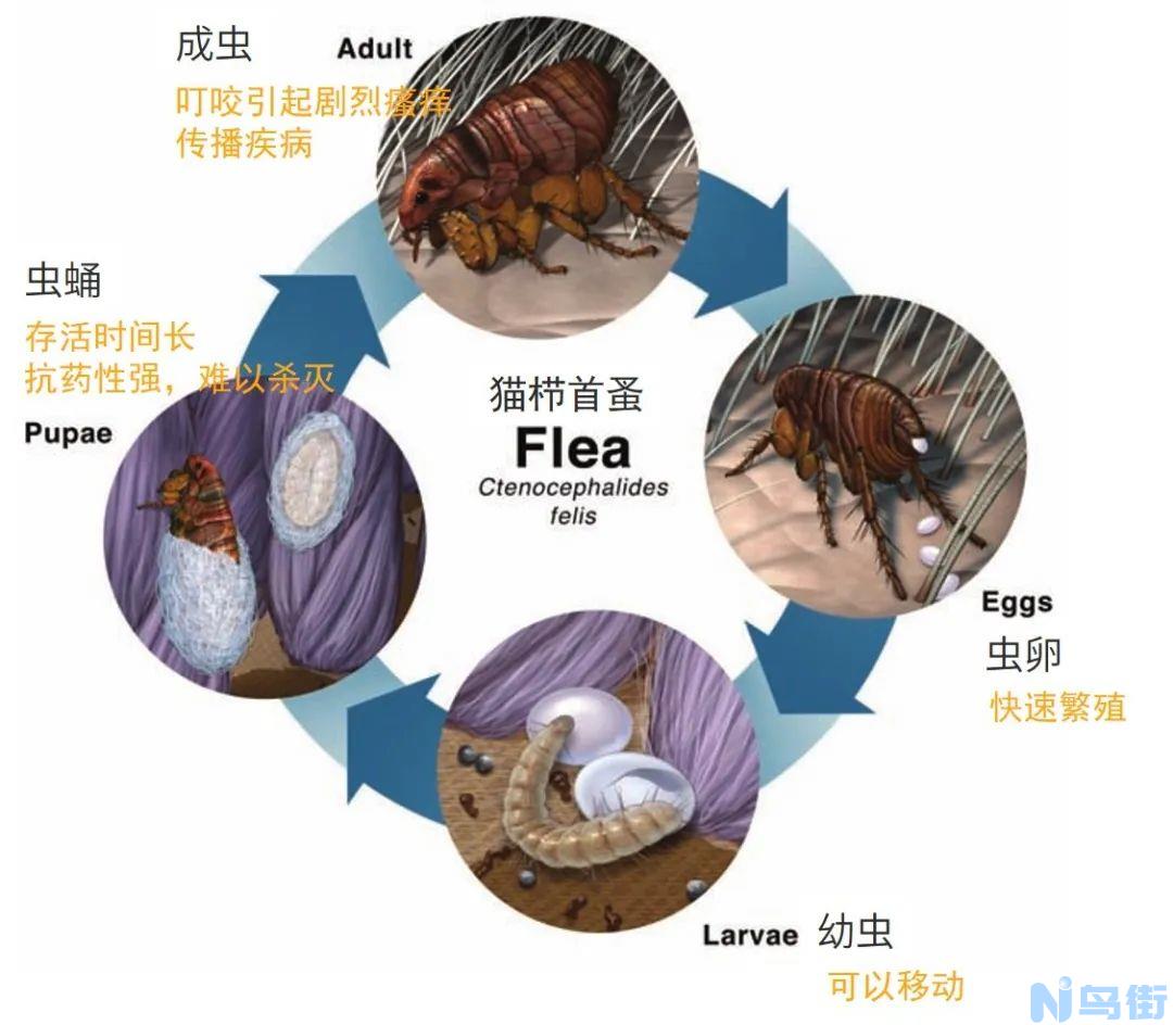 猫身上为什么会有跳蚤？