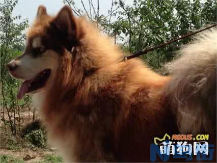 怎么挑选黑狼犬幼犬？