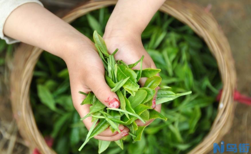 花水泡的外形特点