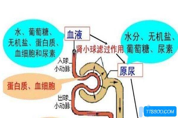 小狗滴答尿是怎么回事？