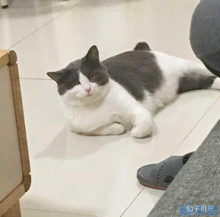 猫怎么变胖？