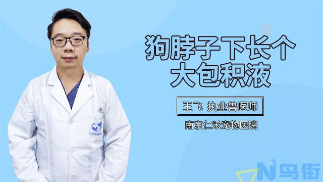 狗狗皮肤烂了怎么回事？