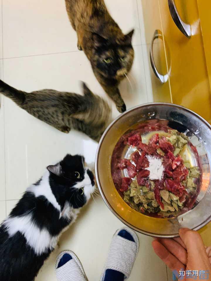 猫吃了鸭骨头怎么办？