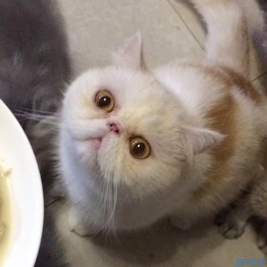 猫食怎么做？