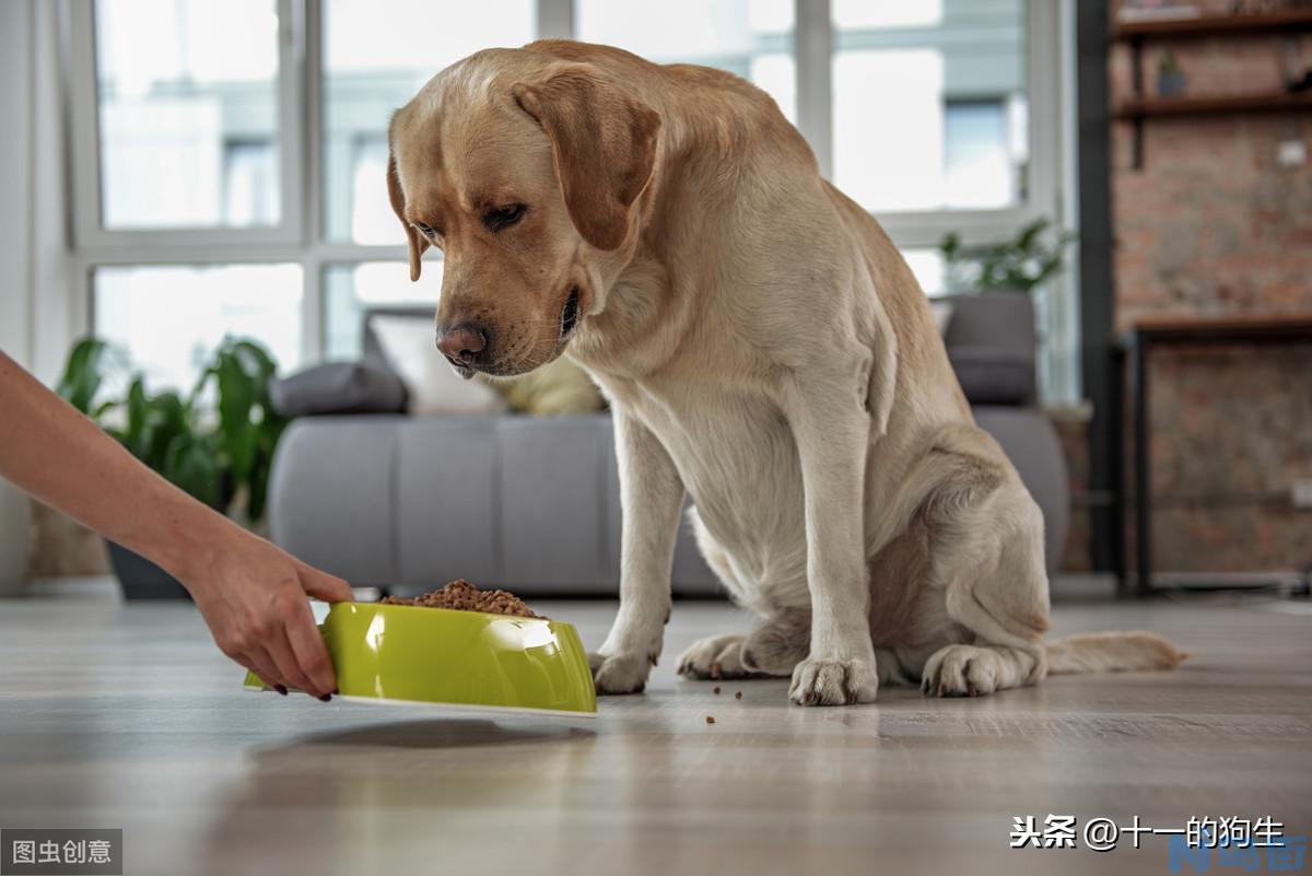 狗狗巧克力中毒症状？