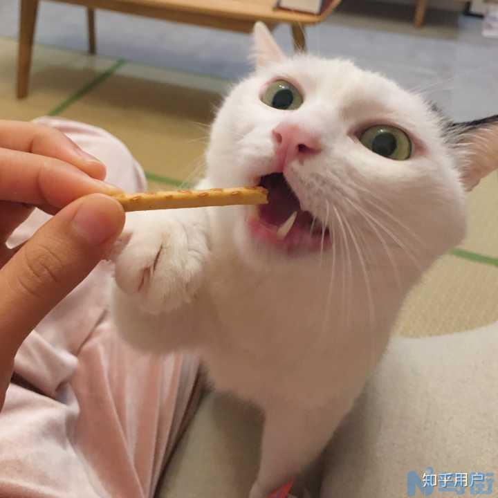 猫为什么喜欢吃玉米？