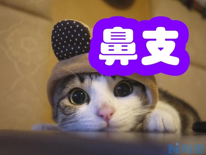 猫为什么会得猫鼻支？