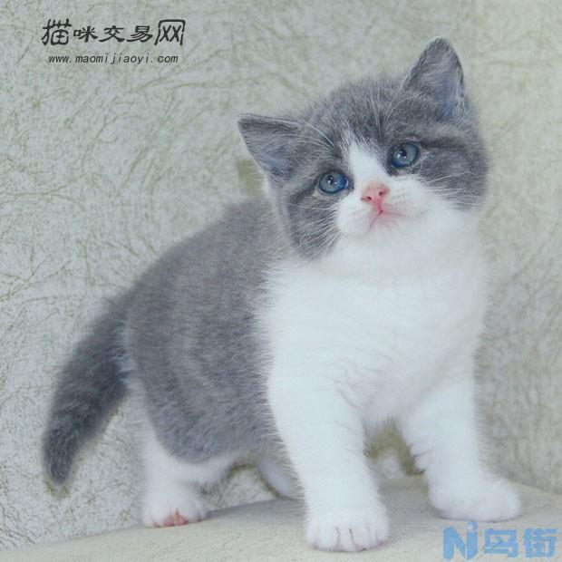 蓝猫幼猫怎么挑选？