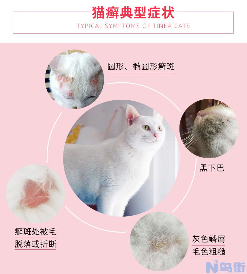 猫咪过敏怎么办？