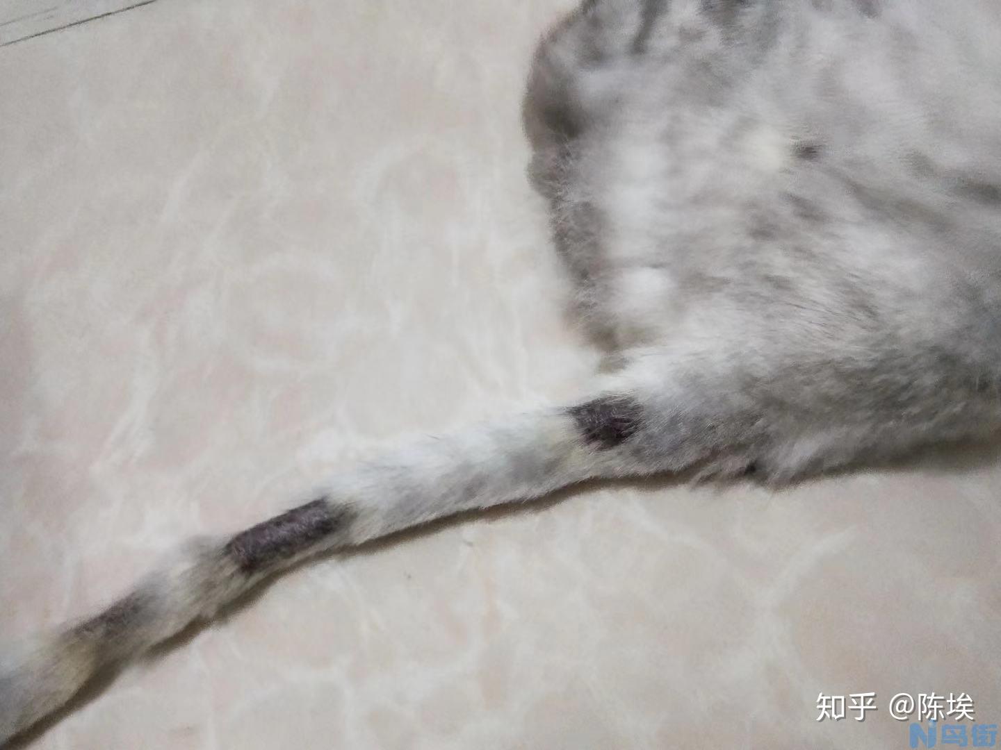 猫咪耳朵出血是什么病？