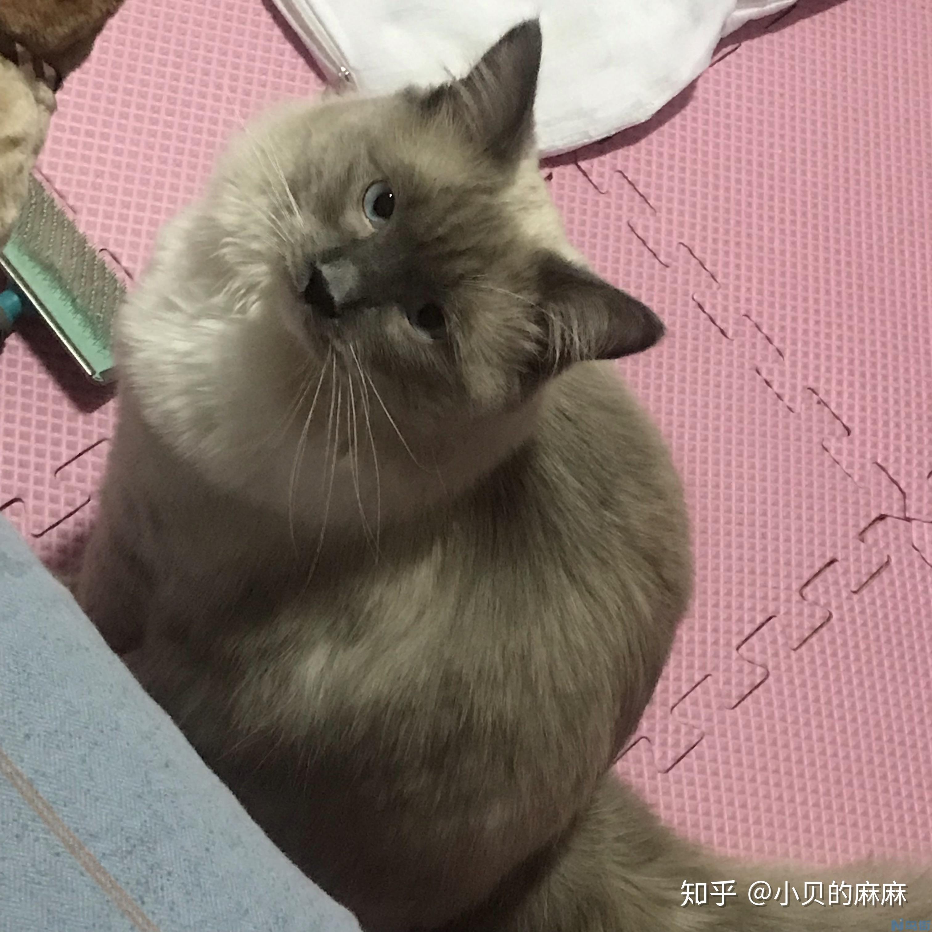 闹猫怎么办？