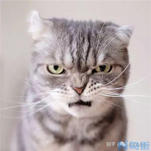 猫咪爪子臭因为什么？