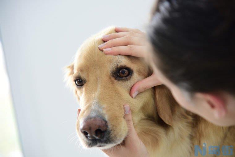 狗狗身上红红的怎么办？