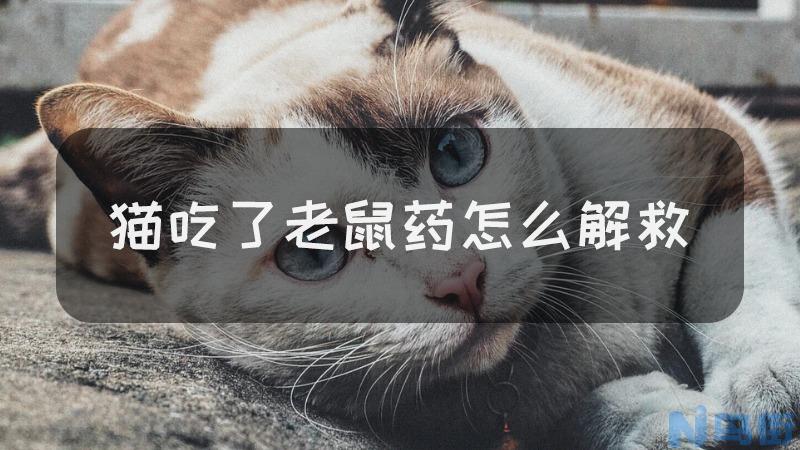 猫中毒了怎么快速解毒？