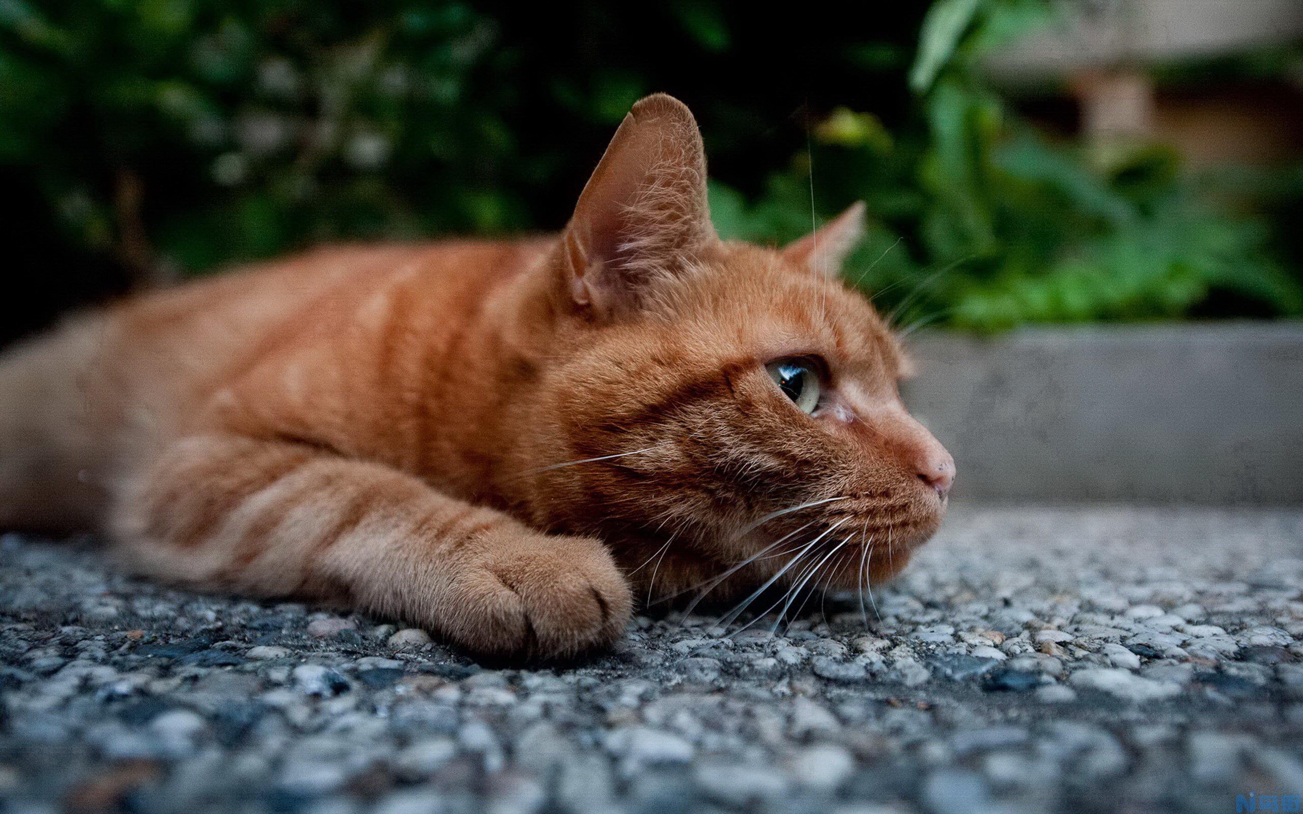 猫咪药物中毒怎么办？