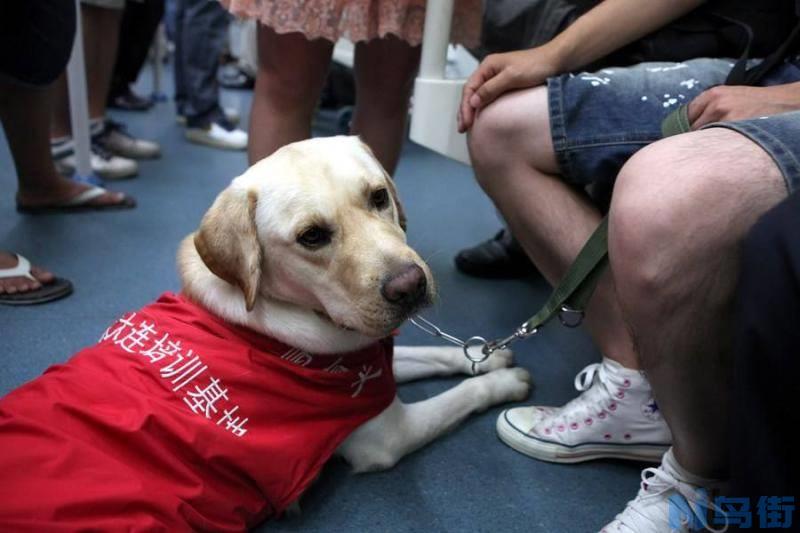 拉布拉多犬有什么优点？